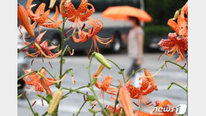 장마에 수은주 치솟으며 ‘찜통 더위’…불쾌지수도 급상승