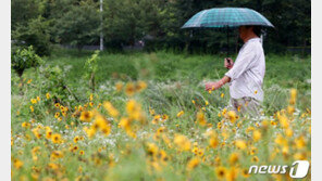 [날씨]22일 가장 더운 ‘대서’ 낮 최고 33도…남부 많은 비