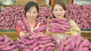 “영암산 햇밤고구마 맛보세요”