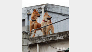 파수꾼[고양이 눈]