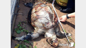 제주 해안가서 멸종위기 푸른바다거북 사체 발견