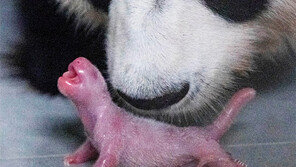 멸종위기 자이언트판다, 한국서 처음 새끼 출산