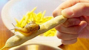 여긴 어디? 나는 누구?[고양이 눈]