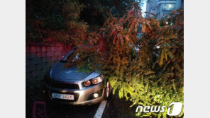 ‘인천 물폭탄’에 지하차도 잠기고, 쓰러진 가로수 차량 덮쳐