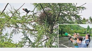 대전 만인산자연휴양림에 ‘파랑새’ 둥지 틀어