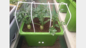 베란다에 무 한번 심어볼까?