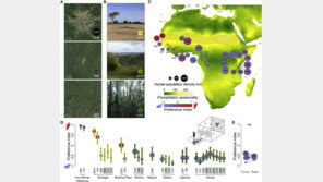 ‘여름 불청객’ 모기는 왜 사람을 물까…“기후와 인구밀집”
