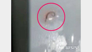 인천 수돗물 유충 추정 12건 추가 발견…모두 죽어있는 상태