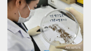 일본뇌염모기 평년의 3배 ‘비상’…국내환자 10명 중 9명은 40대 이상