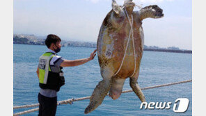 2500㎞ 헤엄친 80살 엄마거북의 죽음…등갑은 ‘산산조각’