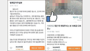 “벌레·쥐사체 치워주세요”… 당근마켓 ‘꿀알바(?)’ 관심 폭발