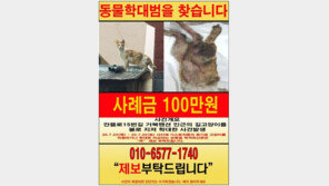 ‘토치 학대’ 추정 만삭 길고양이, 뱃속 새끼 4마리와 끝내 숨져