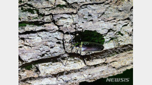 국립수목원, 3년 연속 장수하늘소 광릉숲 방사…암수 한쌍