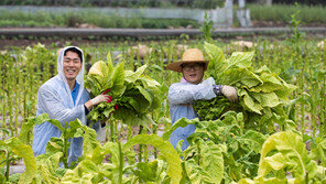 KT&G, 14년째 잎담배 수확봉사 진행