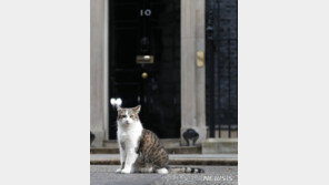 영국서 고양이 코로나19 확진…“주인한테서 옮아”