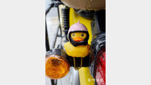 멋보다 안전[고양이 눈]