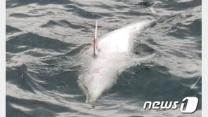 또 멸종위기 남방큰돌고래 사체…제주 한림 해상서 발견