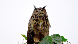 남해에서 발견된 ‘밤의 제왕’ 수리부엉이