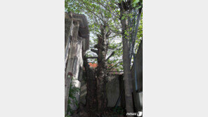 3층 높이 거대한 닥나무 진주서 발견…수령 60년 추정