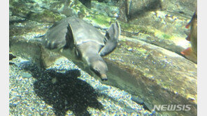 멸종위기종 돼지코거북 단양 아쿠아리움에 둥지