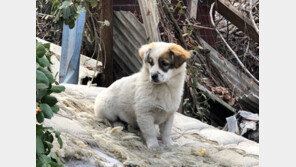 휴가철 맡길 곳 없다고…버림 받는 반려견들