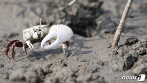 “인천 영종 갯벌서 멸종위기 ‘흰발농게’ 295만 개체 서식”