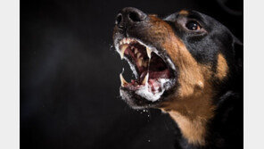 15초 만에 소형견 죽인 로트와일러…“강한 규제를” 靑청원