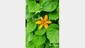 윈윈[고양이 눈]