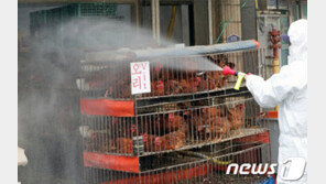 호주서 조류독감 발생…호주산 닭·오리고기 등 수입 금지 조치