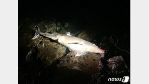 제주 한림 해안가서 멸종위기 남방큰돌고래 사체 발견