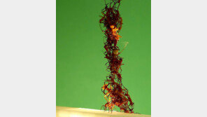 “불가능은 없다”… 암 재발 방지 등 ‘ 과학 난제’ 2개 해결 도전