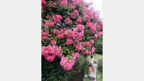 백일간 피는 배롱나무꽃 만개