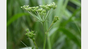 낙동강 일대서 멸종위기 ‘서울개발나물’ 흰 꽃 피었다