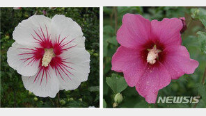 국립산림과학원 “무궁화 꽃잎, 피부 미백에 탁월한 효과 입증”