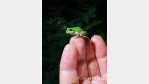 어디로 뛸까?[고양이 눈] 