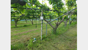 농업 ICT 기업 아이들, 제주 감귤 품질 향상 위해 테라센서·테라서비스 테스트