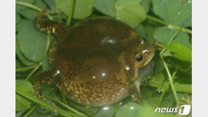 인천 내륙 곳곳서 맹꽁이 서식지 발견…“보호대책 마련해야”