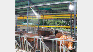 유용미생물 에어포그 분사