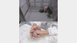 SBS ‘TV동물농장’, 국내 최초 아기판다 탄생 독점 공개