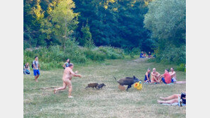 “내 가방 내놔!”…알몸으로 멧돼지 뒤쫓은 獨남성 사연