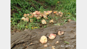 긴 장마 뒤, 농산물값 폭등 기다린다