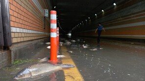 경기남부 시간당 50㎜ 쏟아져…8~9시 서울·경기동부 확대