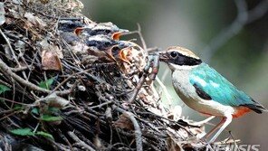 한려해상국립공원 찾아온 팔색조 2.69배↑…“서식 적합”