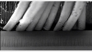 강철 합금 면도날이 부드러운 수염에 무뎌지는 까닭은?