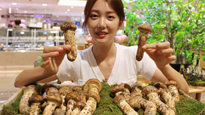 “소백산 햇자연송이 맛보세요”