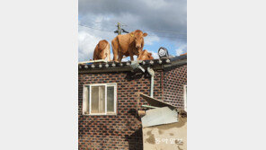 지붕 위 올라간 소들 못 내려오고 ‘음매~’