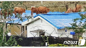 지붕 위 소떼 구출작전 시작…마취총 발사 뒤 중장비로 구조