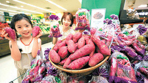 “올해 첫 수확 햇고구마 맛 보세요”