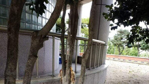 포항서 흉기 훼손 추정 죽은 고양이 발견…경찰, CCTV 분석