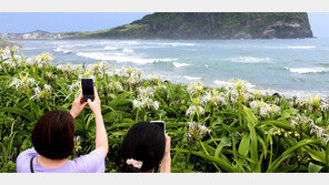 활짝 핀 문주란